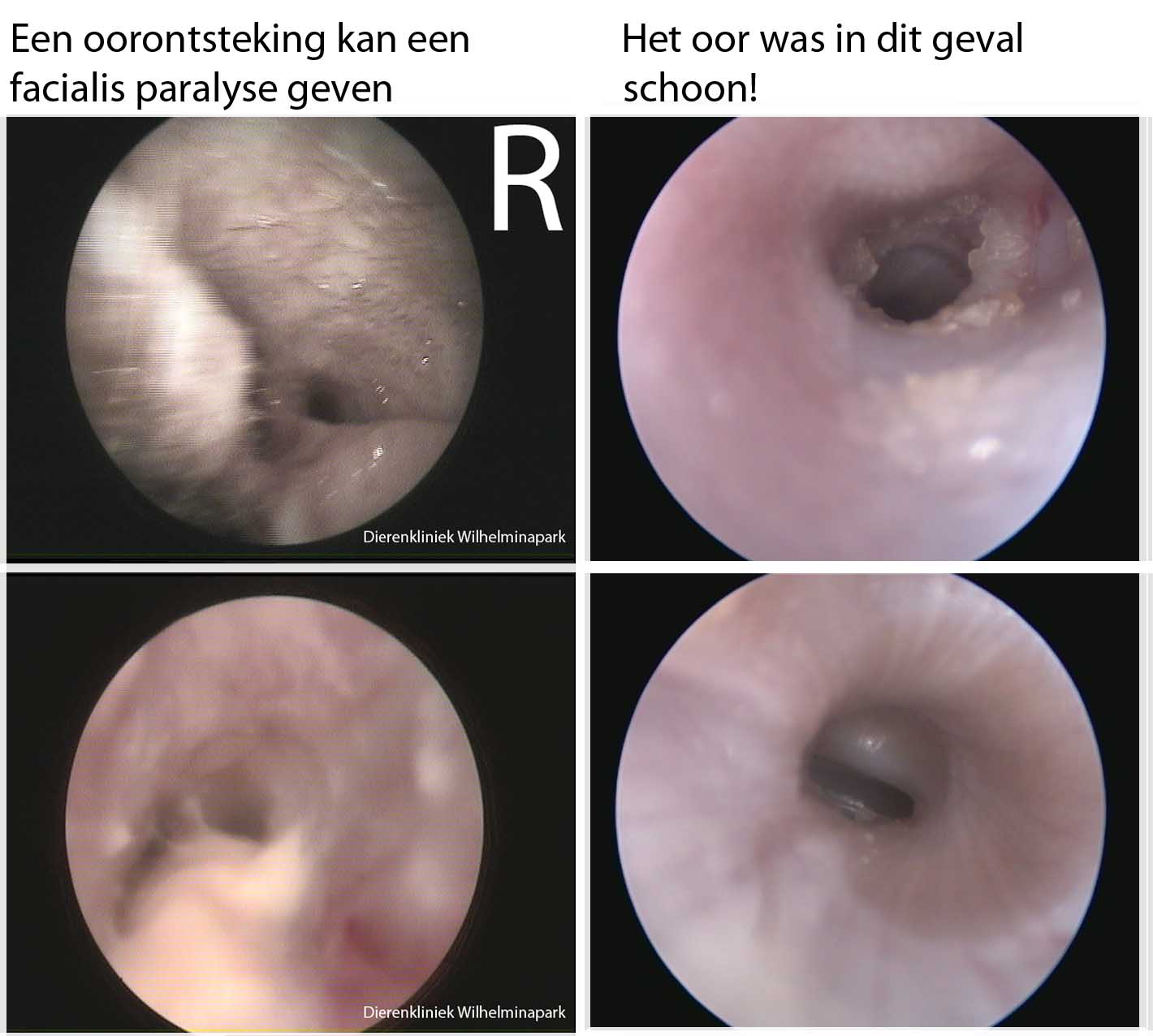 Een konijn met facialis paralyse tgv een oorontsteking